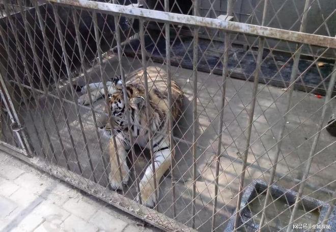 世界目前仅有约200只华南虎除我国外居然还有20多只在非洲？(图11)