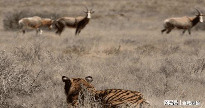 世界目前仅有约200只华南虎除我国外居然还有20多只在非洲？(图19)