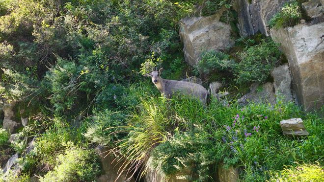忻州：国家二级保护动物中华斑羚现身记者拍下清晰影像(图1)