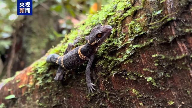 扭啊扭！海南热带雨林“中华睑虎”萌态出行(图2)