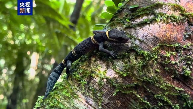 扭啊扭！海南热带雨林“中华睑虎”萌态出行(图1)