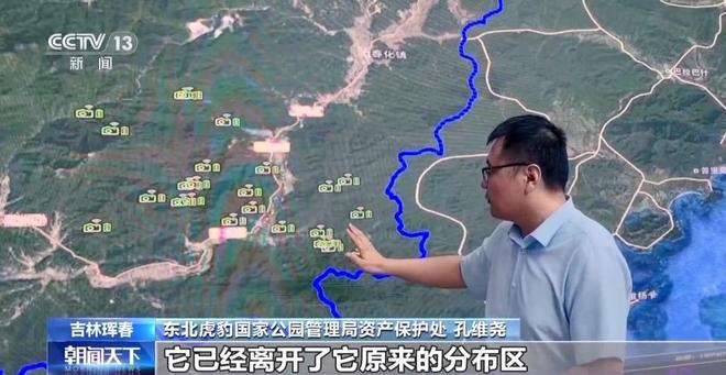 两年产两胎五崽！东北虎豹活动范围扩大 超过11万平方公里(图4)