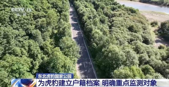 两年产两胎五崽！东北虎豹活动范围扩大 超过11万平方公里(图5)