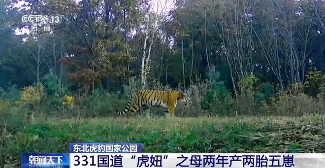 两年产两胎五崽！东北虎豹活动范围扩大 超过11万平方公里(图2)