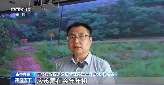 两年产两胎五崽！东北虎豹活动范围扩大 超过11万平方公里(图1)