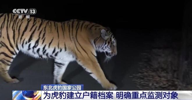 两年产两胎五崽！东北虎豹活动范围扩大 超过11万平方公里(图3)