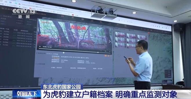 两年产两胎五崽！东北虎豹活动范围扩大 超过11万平方公里(图6)