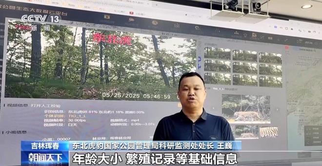 两年产两胎五崽！东北虎豹活动范围扩大 超过11万平方公里(图7)