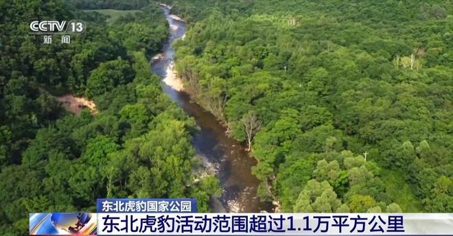 两年产两胎五崽！东北虎豹活动范围扩大 超过11万平方公里(图9)