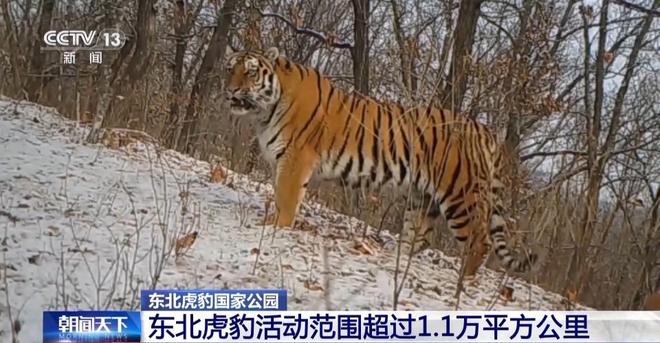 两年产两胎五崽！东北虎豹活动范围扩大 超过11万平方公里(图8)