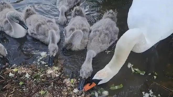 国内不足3000只！2024年河南男子为了逗女友开心用石头打死一只(图1)