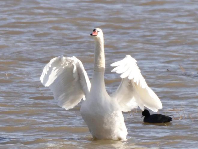 国内不足3000只！2024年河南男子为了逗女友开心用石头打死一只(图12)