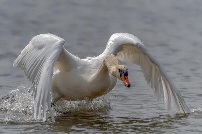 国内不足3000只！2024年河南男子为了逗女友开心用石头打死一只(图10)