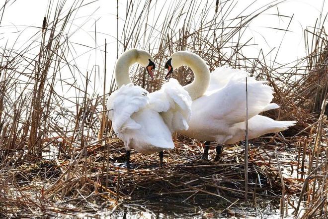 国内不足3000只！2024年河南男子为了逗女友开心用石头打死一只(图15)