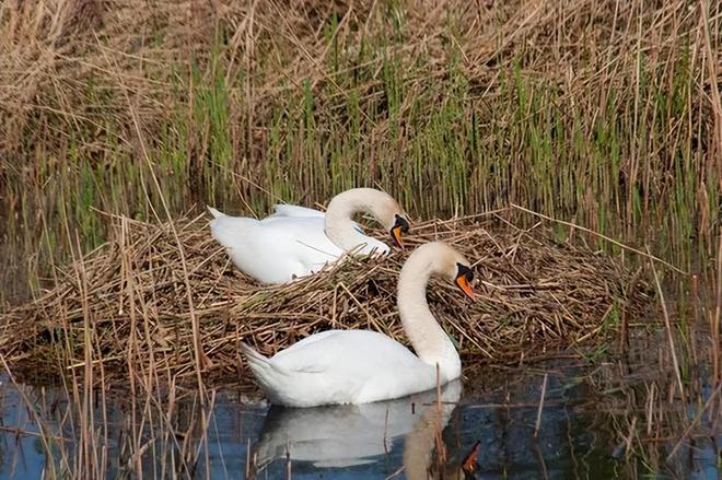 国内不足3000只！2024年河南男子为了逗女友开心用石头打死一只(图16)
