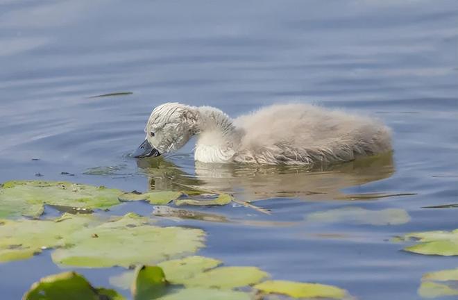 国内不足3000只！2024年河南男子为了逗女友开心用石头打死一只(图4)