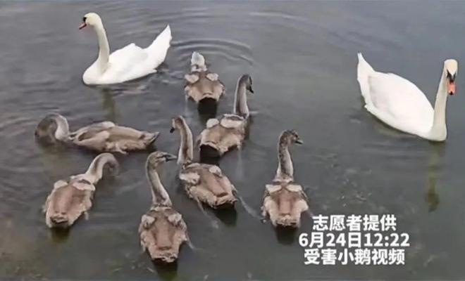 国内不足3000只！2024年河南男子为了逗女友开心用石头打死一只(图2)