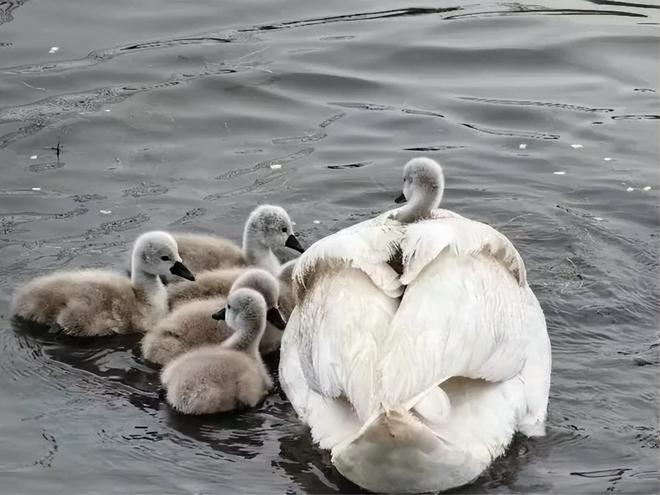 国内不足3000只！2024年河南男子为了逗女友开心用石头打死一只(图3)