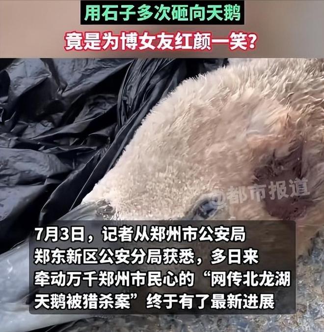 国内不足3000只！2024年河南男子为了逗女友开心用石头打死一只(图8)