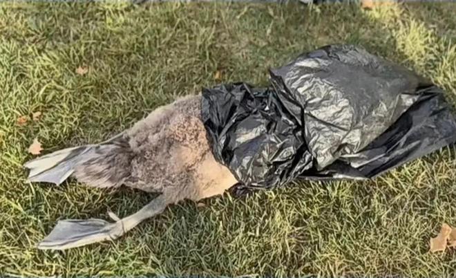 国内不足3000只！2024年河南男子为了逗女友开心用石头打死一只(图5)