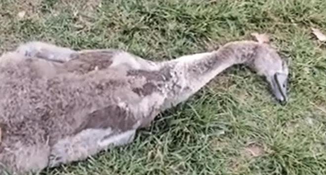 国内不足3000只！2024年河南男子为了逗女友开心用石头打死一只(图6)