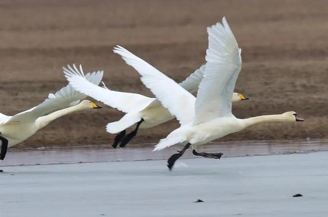 国内不足3000只！2024年河南男子为了逗女友开心用石头打死一只(图13)
