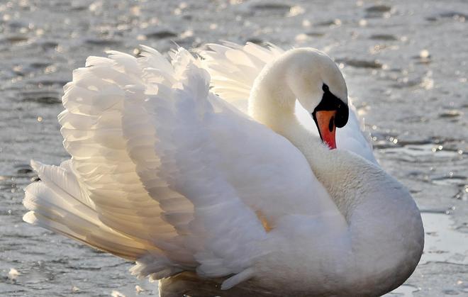 国内不足3000只！2024年河南男子为了逗女友开心用石头打死一只(图11)