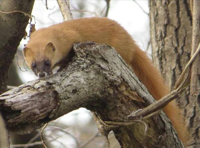 国内不足3000只！2024年河南男子为了逗女友开心用石头打死一只(图9)
