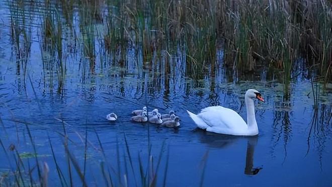 国内不足3000只！2024年河南男子为了逗女友开心用石头打死一只(图19)