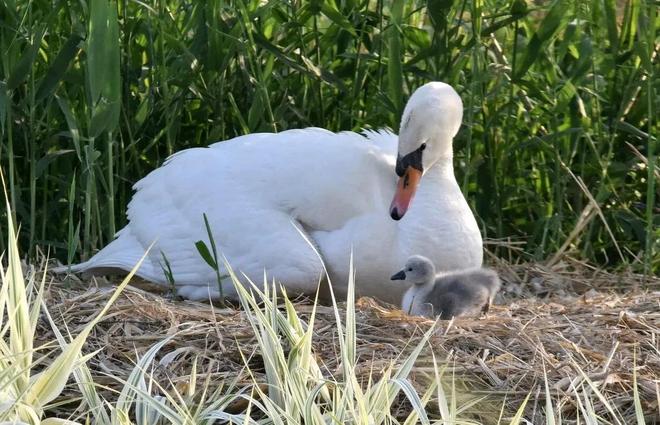 国内不足3000只！2024年河南男子为了逗女友开心用石头打死一只(图17)