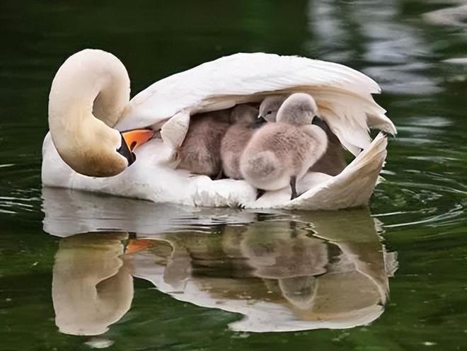 国内不足3000只！2024年河南男子为了逗女友开心用石头打死一只(图18)