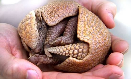 生态保护显成效 今年胶州湾首次记录到超百只“神话之鸟”(图1)