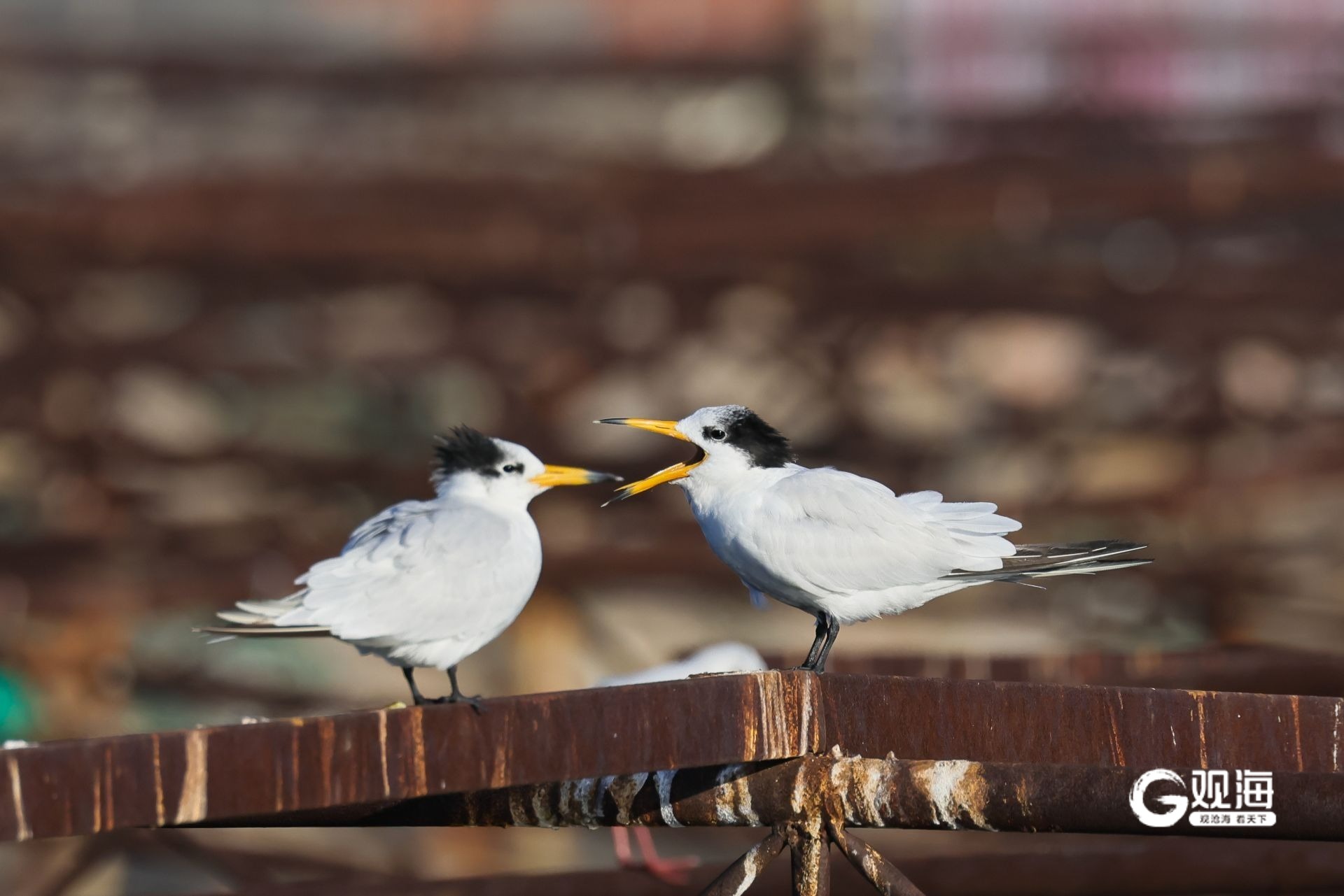 生态保护显成效今年胶州湾首次记录到超百只“神话之鸟”(图1)