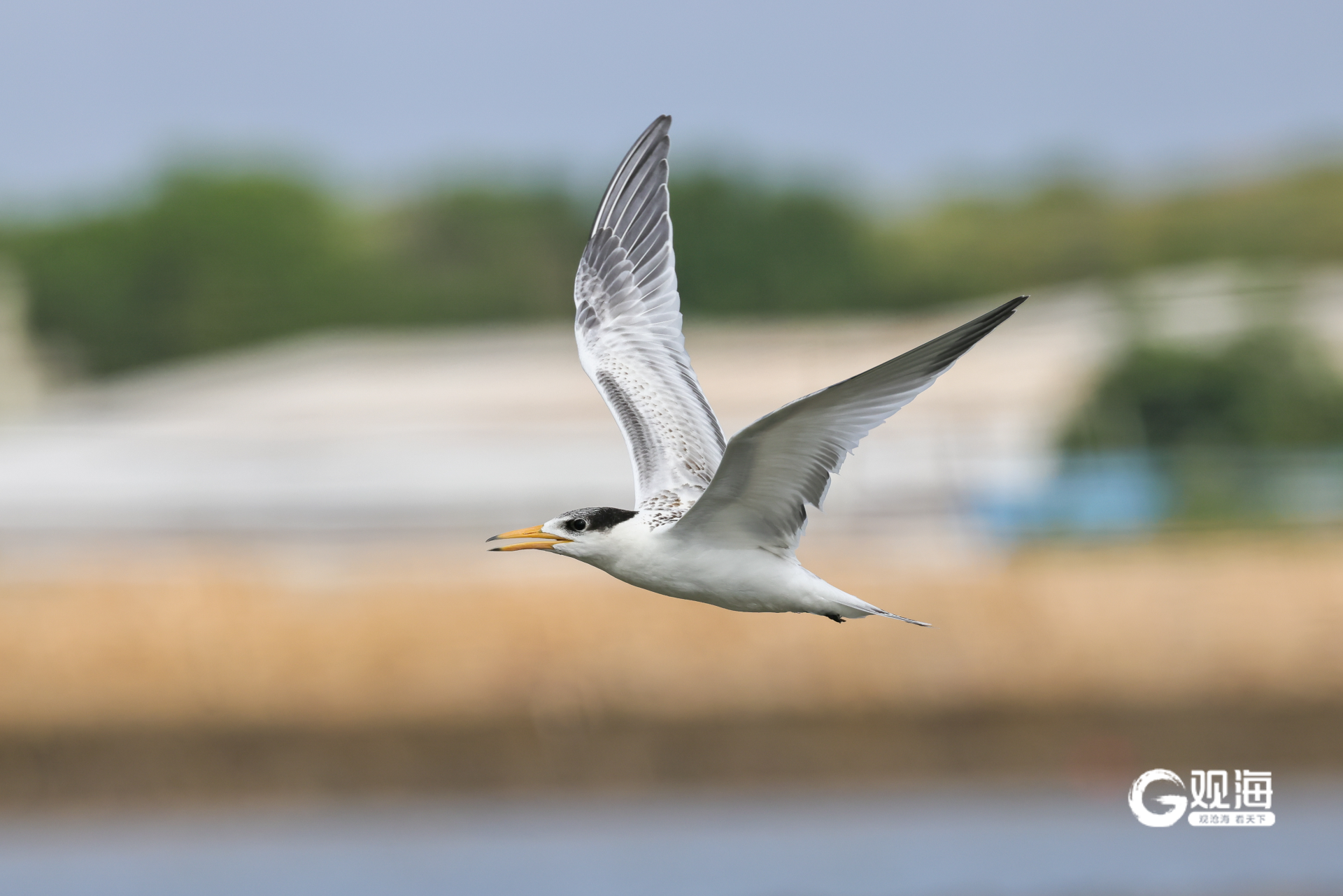 生态保护显成效今年胶州湾首次记录到超百只“神话之鸟”(图2)