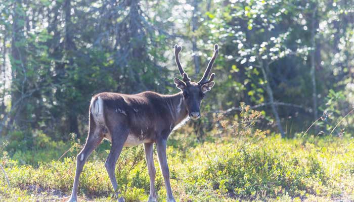 世界最伟大的声音排名？(图1)