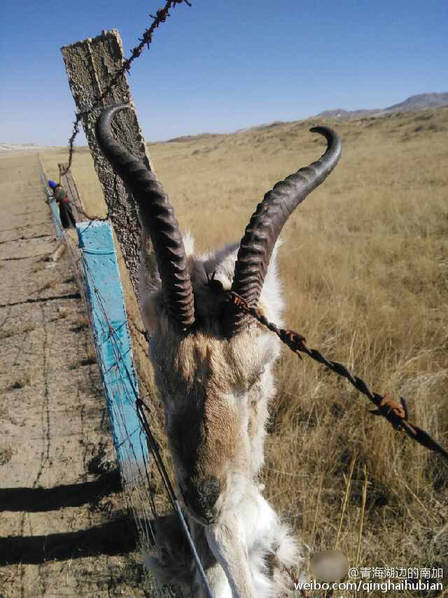 山西深入推进野生动物保护“平安原野”专项行动(图1)