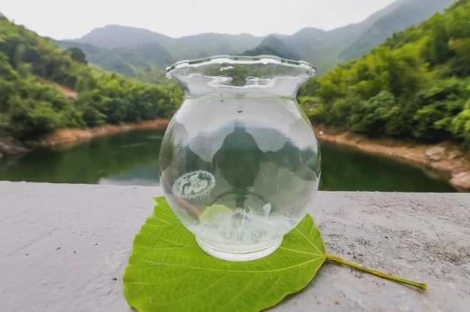 这个稀罕物萧山南片大量出现！你见过吗？(图1)