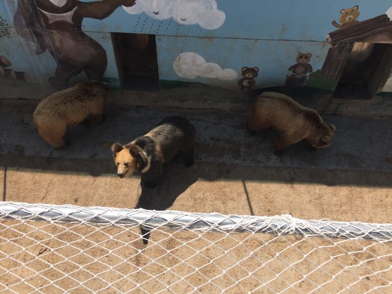 印尼塔曼野生动物园以独特体验喜迎中国游客(图1)