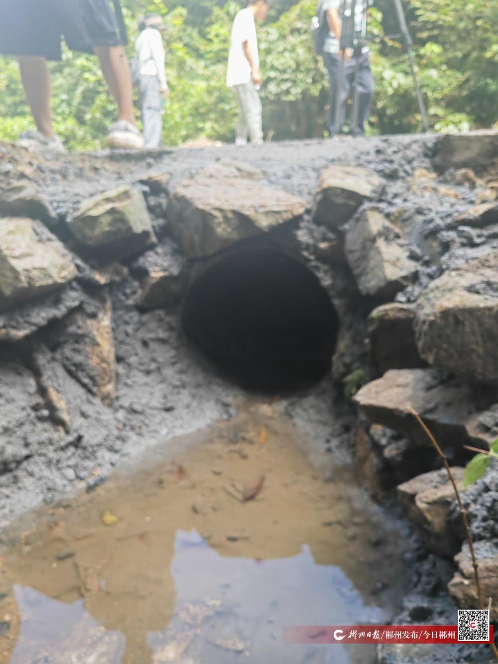 宜章县溶家洞国有林场为世界濒危动物建立迁徙通道 莽山烙铁头蛇获“VIP待遇”！(图1)
