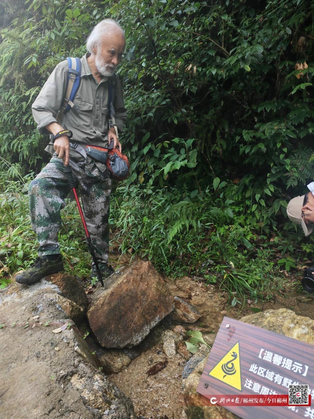 宜章县溶家洞国有林场为世界濒危动物建立迁徙通道 莽山烙铁头蛇获“VIP待遇”！(图3)