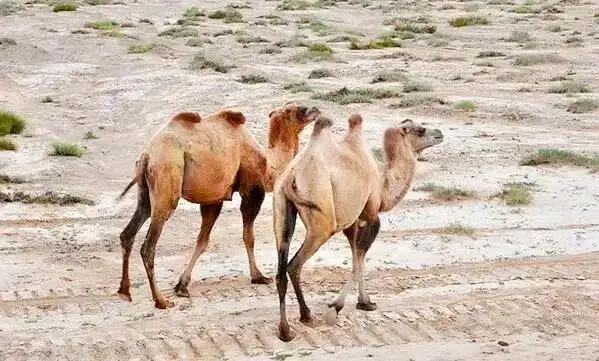 为什么人无法在罗布泊生存而野生骆驼却可以(图1)