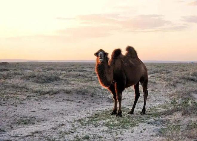 为什么人无法在罗布泊生存而野生骆驼却可以(图3)