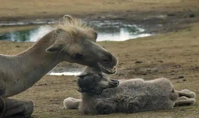 为什么人无法在罗布泊生存而野生骆驼却可以(图11)