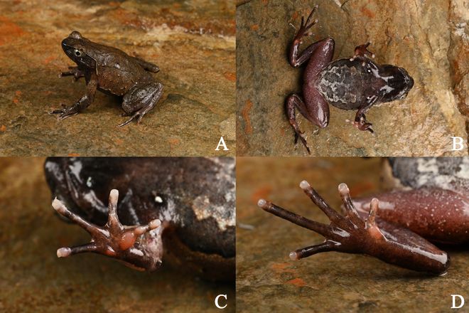 江西发现两栖类新物种黄牛石角蟾(图3)