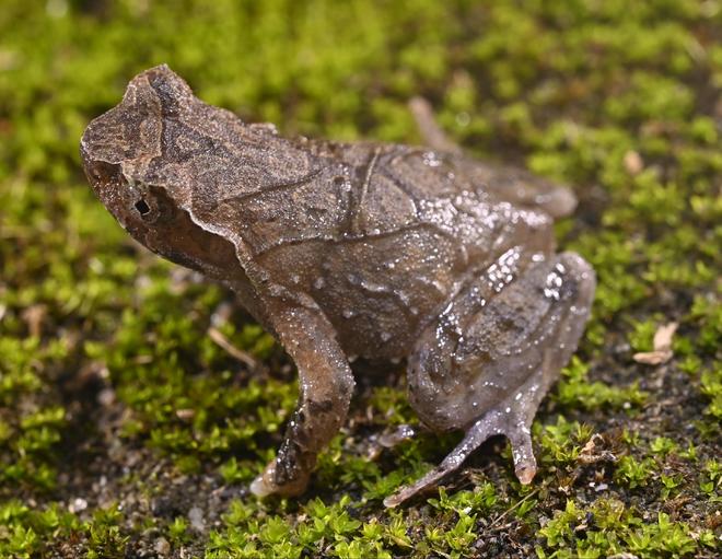 江西发现两栖类新物种黄牛石角蟾(图1)