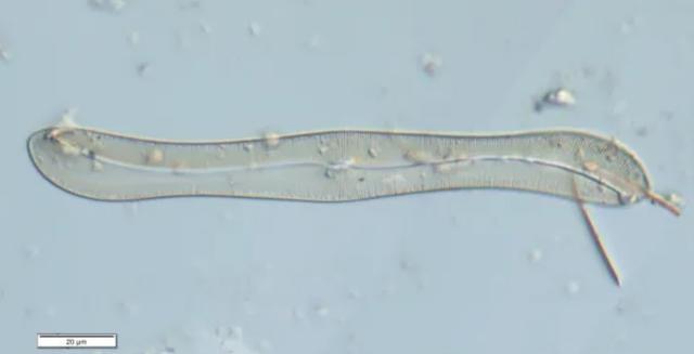 上海公布“家底”已发现151种新“居民”还有一个潜在新物种(图3)