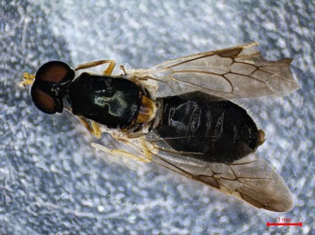 上海公布“家底”已发现151种新“居民”还有一个潜在新物种(图5)