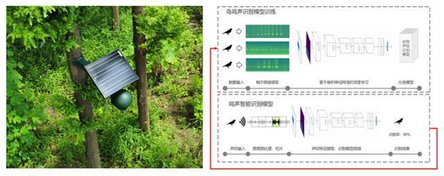 上海公布“家底”已发现151种新“居民”还有一个潜在新物种(图4)