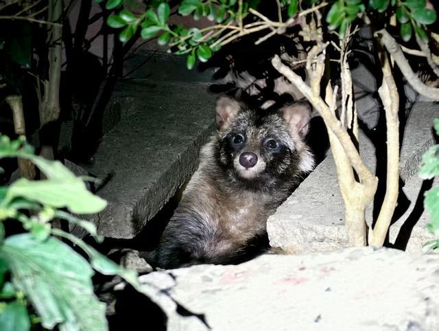 上海公布“家底”已发现151种新“居民”还有一个潜在新物种(图7)