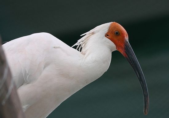 浙江自然博物院将展出海关罚没水生濒危野生动物制品(图1)